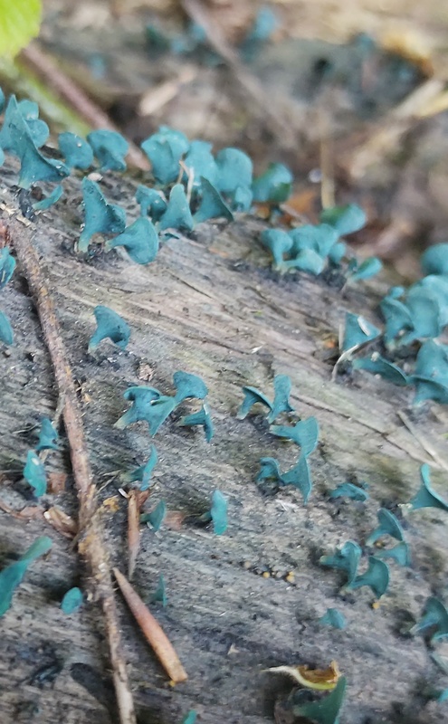 zelenica Chlorociboria sp.