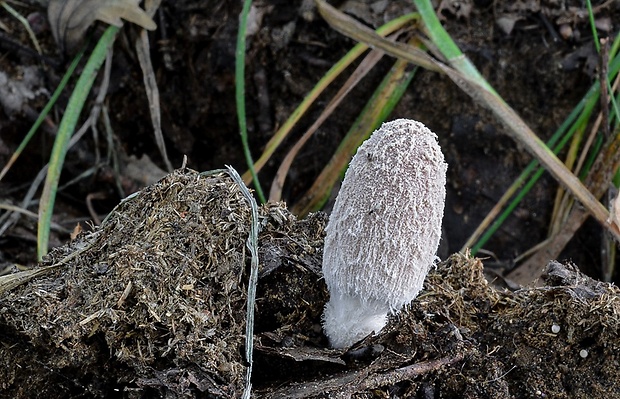 hnojník Coprinellus sp.