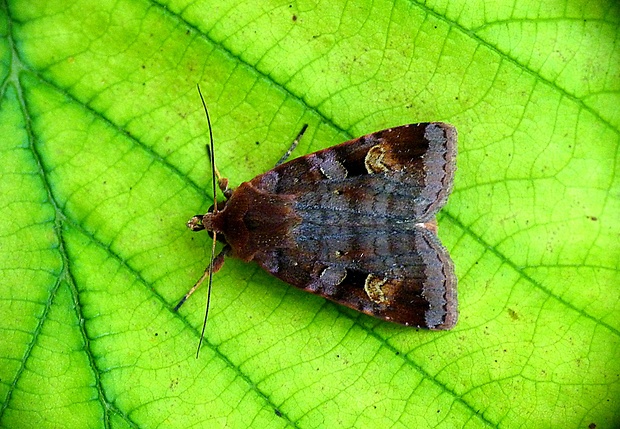 mora hnedočervená Diarsia brunnea