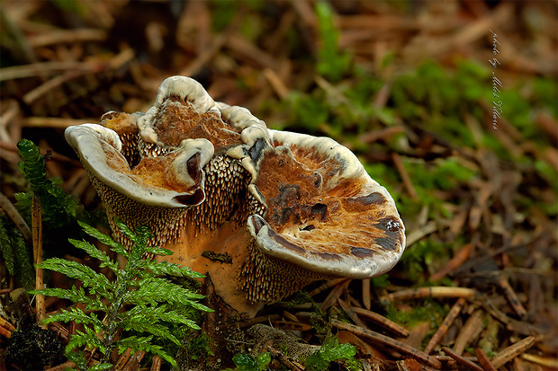 jelenkovka Hydnellum auratile (Britzelm.) Maas Geest.