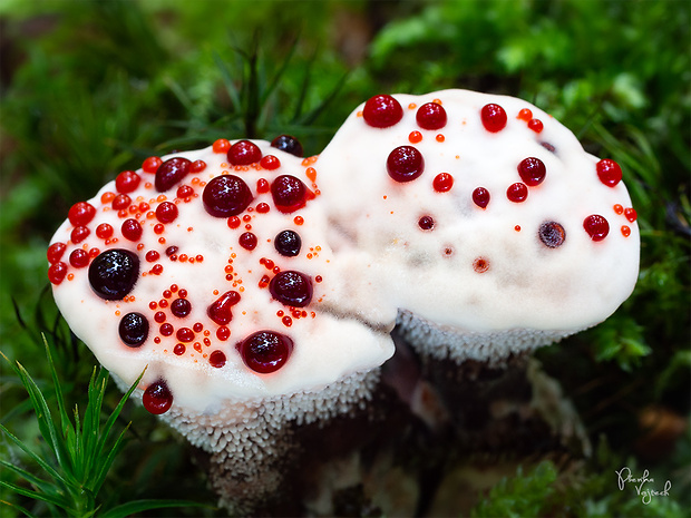 jelenkovka pálčivá Hydnellum peckii Banker