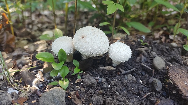 prášnica bradavičnatá Lycoperdon perlatum Pers.