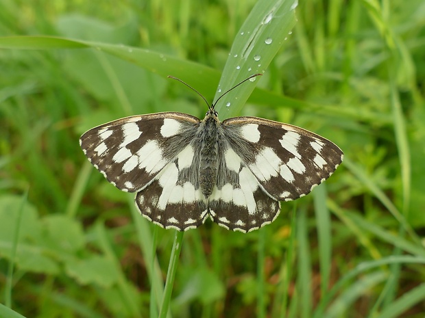 očkáň timotejkový Melanargia galathea (Linnaeus, 1758)