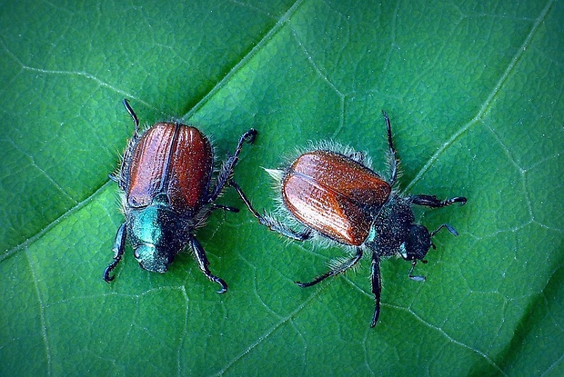 chrústovec záhradný (sk) / listokaz zahradní (cz) Phyllopertha horticola (Linnaeus, 1758)