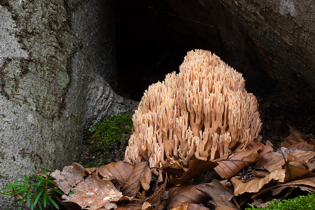 strapačka Ramaria sp.