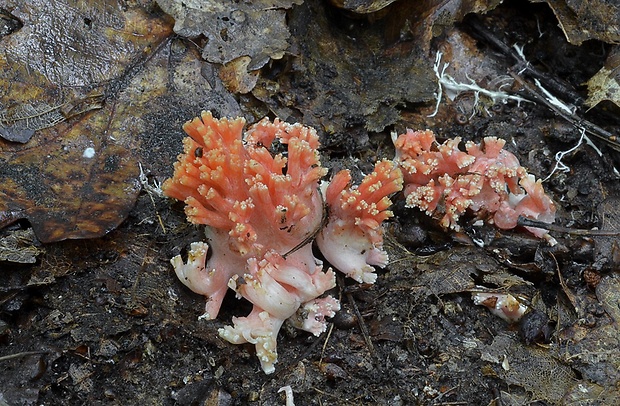 strapačka lososovoružová Ramaria subbotrytis (Coker) Corner