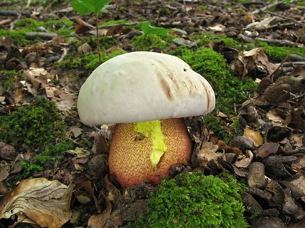 hríb purpurový Rubroboletus rhodoxanthus Kuan Zhao &amp; Zhu L. Yang