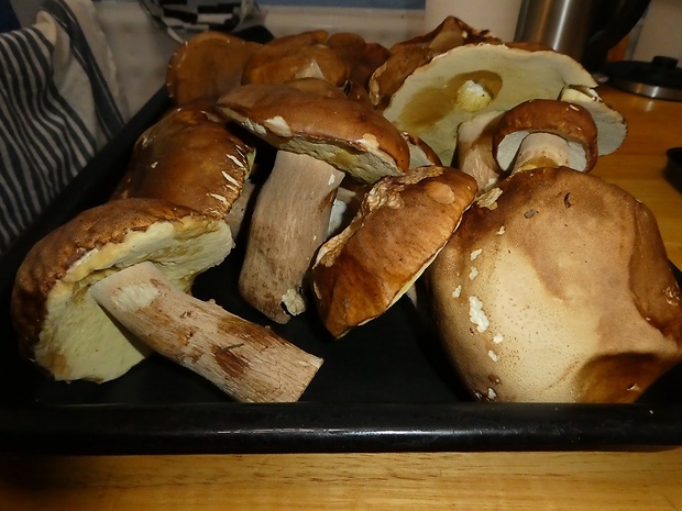 hríb dubový Boletus reticulatus Schaeff.