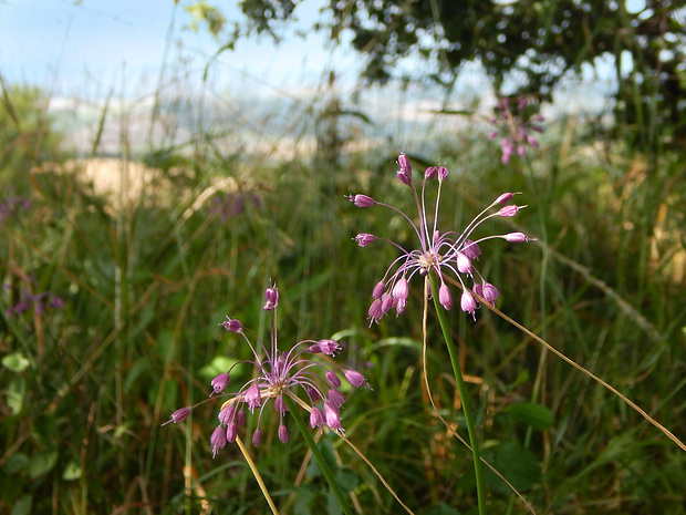 cesnak člnkovitý Allium carinatum L.