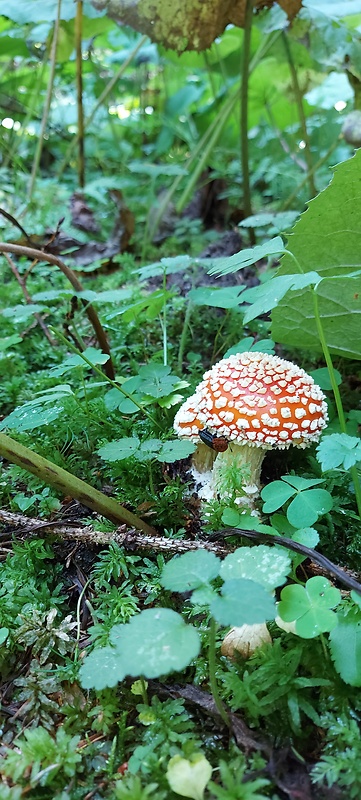 muchotrávka červená Amanita muscaria (L.) Lam.