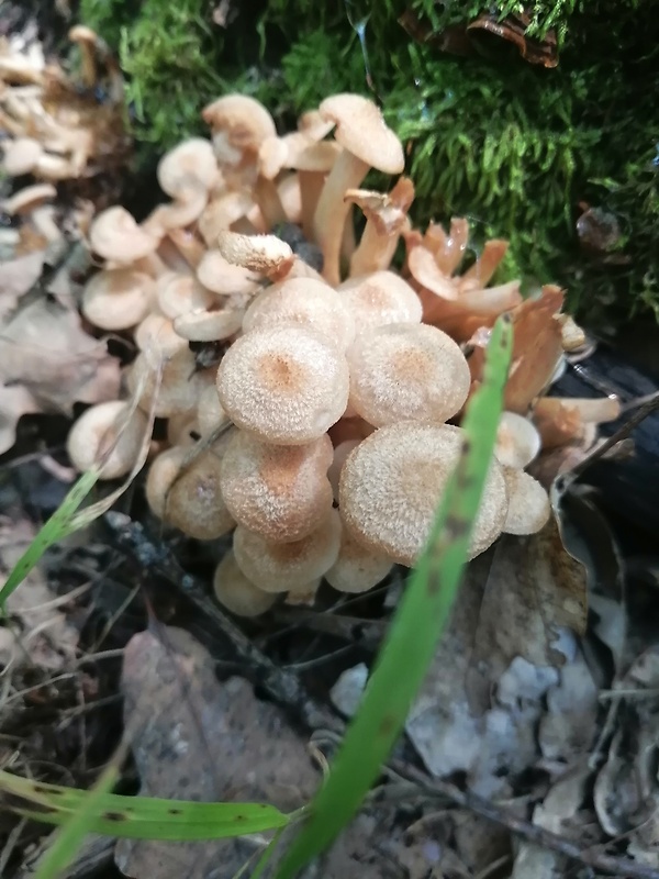 podpňovka bezprsteňová Armillaria socialis (DC.) Fayod