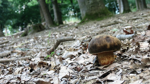 hríb bronzový Boletus aereus Bull. ex Fr.