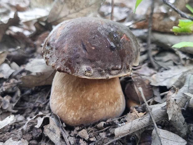 hríb bronzový Boletus aereus Bull. ex Fr.