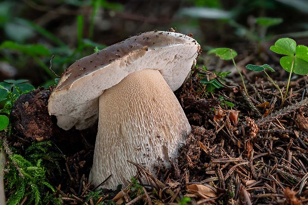 hríb smrekový Boletus edulis Bull.