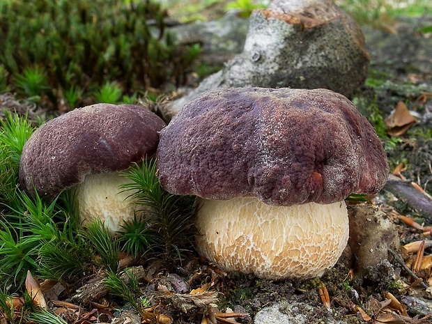 hríb sosnový Boletus pinophilus Pil. et Dermek in Pil.