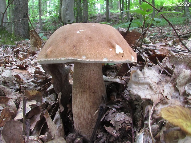 hríb dubový Boletus reticulatus Schaeff.