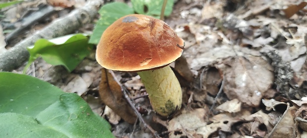 hríb Boletus sp.