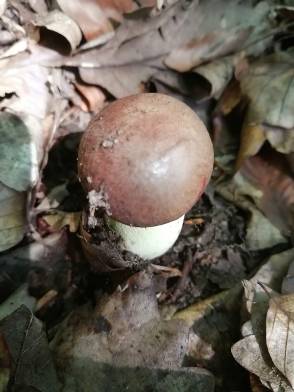 hríb príveskatý Butyriboletus appendiculatus (Schaeff. ex Fr.) Secr.