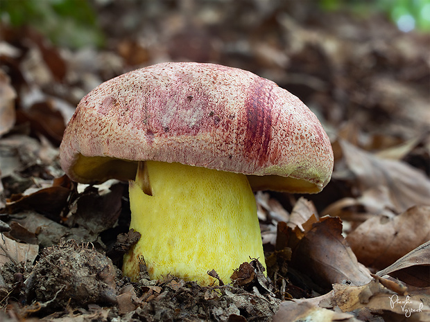 hríb kráľovský Butyriboletus regius (Krombh.) D. Arora & J.L. Frank