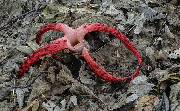 mrežovka kvetovitá Clathrus archeri (Berk.) Dring