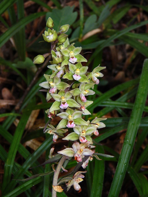 kruštík modrofialový Epipactis purpurata Sm.