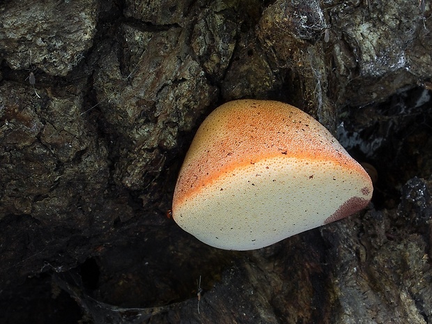 pečeňovec dubový Fistulina hepatica (Schaeff.) With.