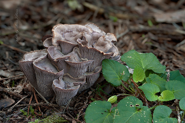 lievikovec kyjakovitý Gomphus clavatus (Pers.) Gray