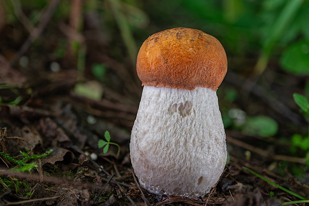 kozák osikový Leccinum albostipitatum den Bakker & Noordel.