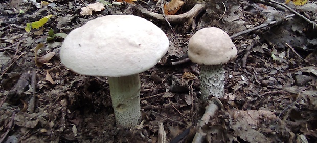 kozák biely Leccinum holopus (Rostk.) Watling