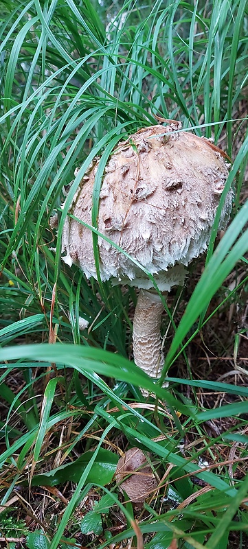 bedľa vysoká Macrolepiota procera (Scop.) Singer