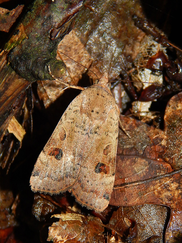 mora štiavová Noctua pronuba Linareus 1758