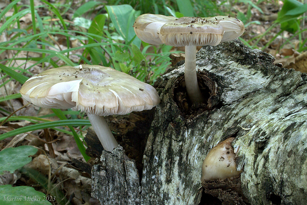 štítovka Pluteus sp.