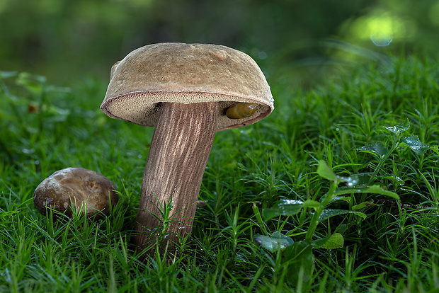 tmavohríb obyčajný Porphyrellus porphyrosporus (Fr. & Hök) E.-J. Gilbert