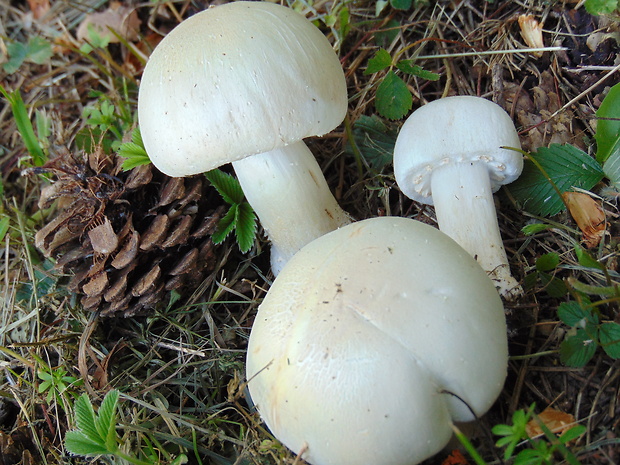 pečiarka Agaricus sp.