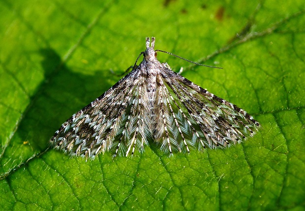 vejárovec kozolistý Alucita hexadactyla