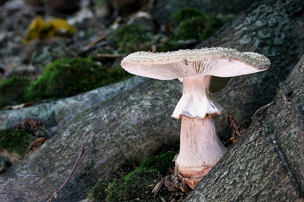 muchotrávka červenkastá Amanita rubescens Pers.