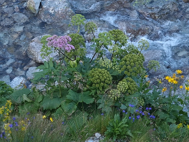 archangelika lekárska Archangelica officinalis Hoffm.