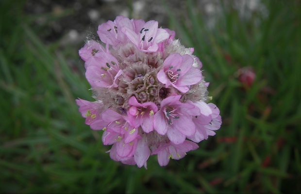 trávnička alpínska Armeria alpina Willd.