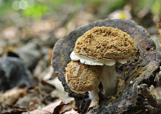 príživnica prášnicovitá Asterophora lycoperdoides (Bull.) Ditmar