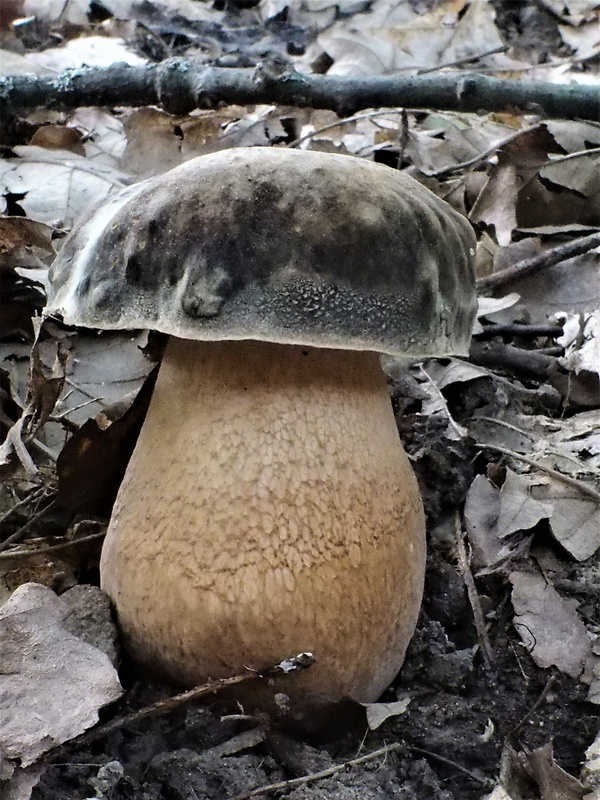 hríb bronzový Boletus aereus Bull. ex Fr.