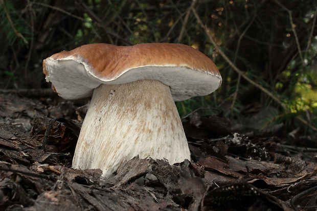 hríb smrekový Boletus edulis Bull.