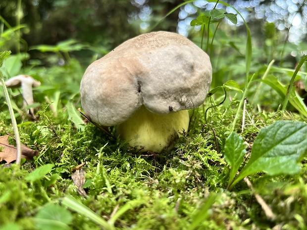 hríb horký Caloboletus radicans (Pers.) Vizzini