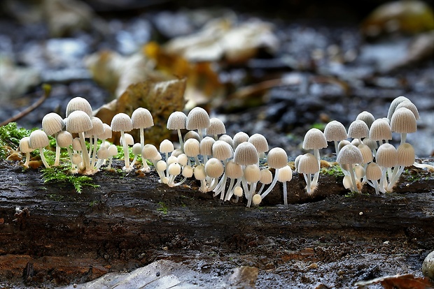 hnojník rozsiaty Coprinellus disseminatus (Pers.) J.E. Lange