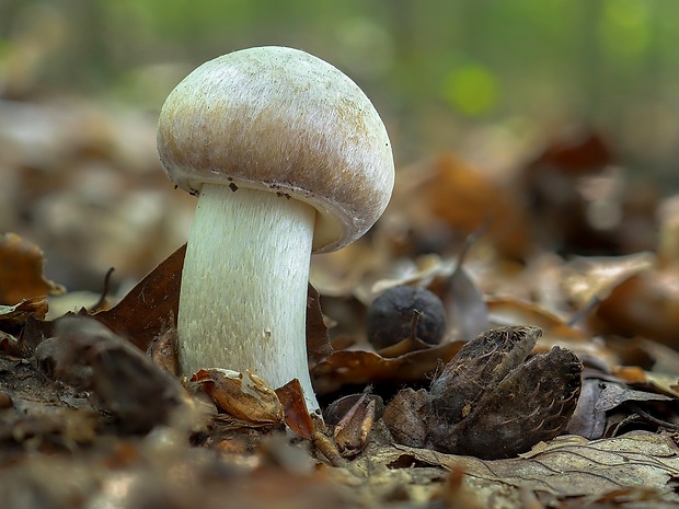 pavučinovec inovaťový Cortinarius caperatus (Pers.) Fr.