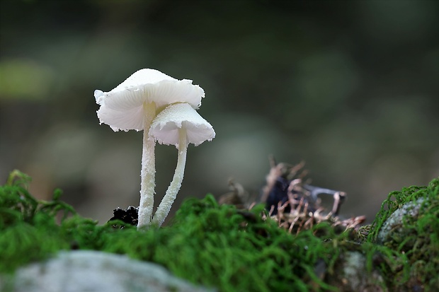 bedlička Cystolepiota cf. fumosifolia (Murrill) Vellinga