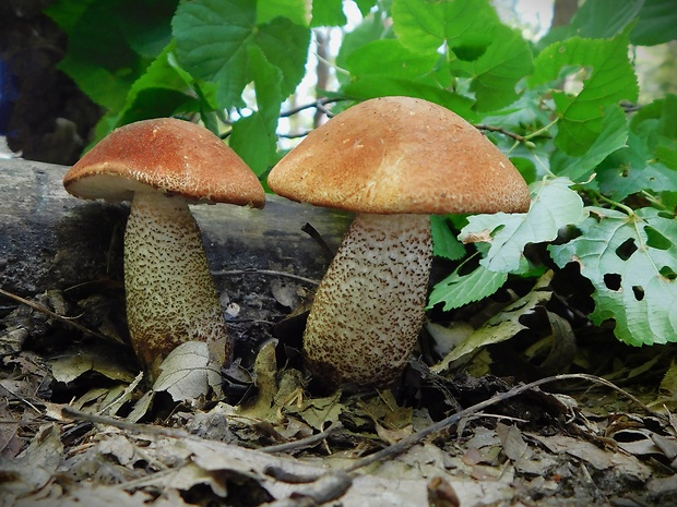 kozák dubový Leccinum aurantiacum (Bull.) Gray