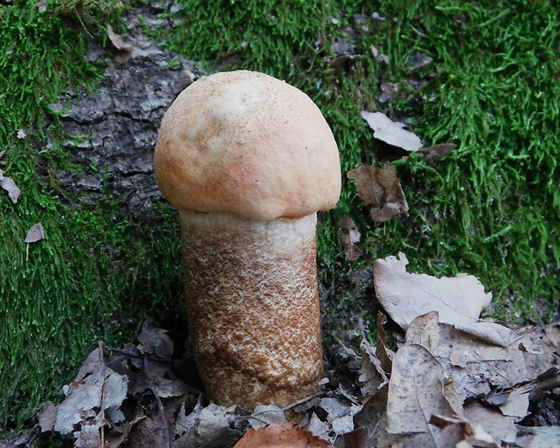 kozák dubový Leccinum aurantiacum (Bull.) Gray