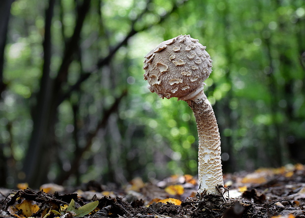 bedľa vysoká Macrolepiota procera (Scop.) Singer