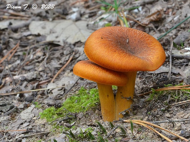 kališník hnedooranžový Omphalotus olearius (DC.) Singer