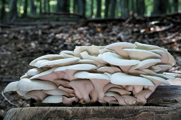 hliva buková Pleurotus pulmonarius (Fr.) Quél.